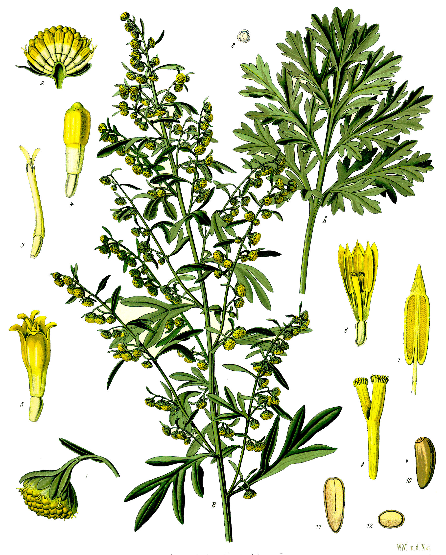 Analiza popularei plante medicinale românești - Artemisia absinthium folosind Agilent GC